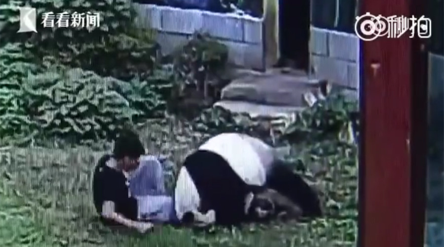 Kung Fu Panda: Man gets taken down in epic zoo faceoff (VIDEO)