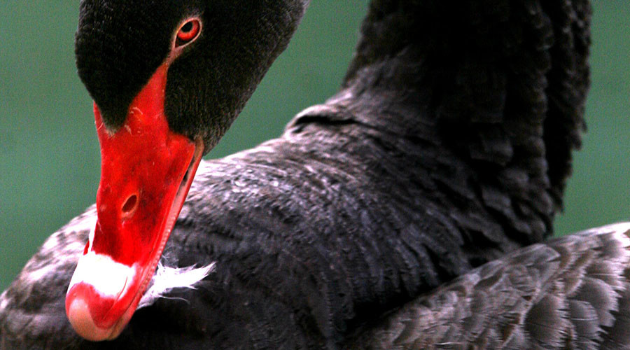 Markets brace for ‘black swan’ impact of US presidential election