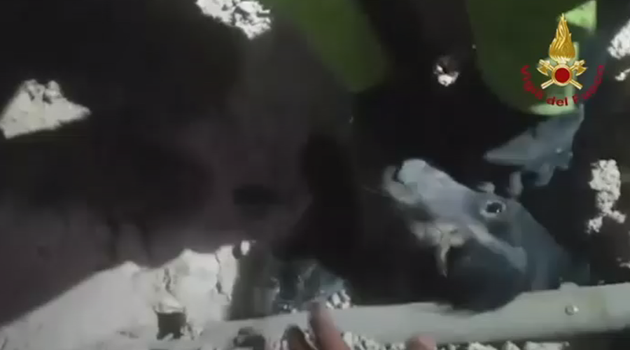 Dog pulled from rubble after earthquake devastation in Italy (VIDEO)