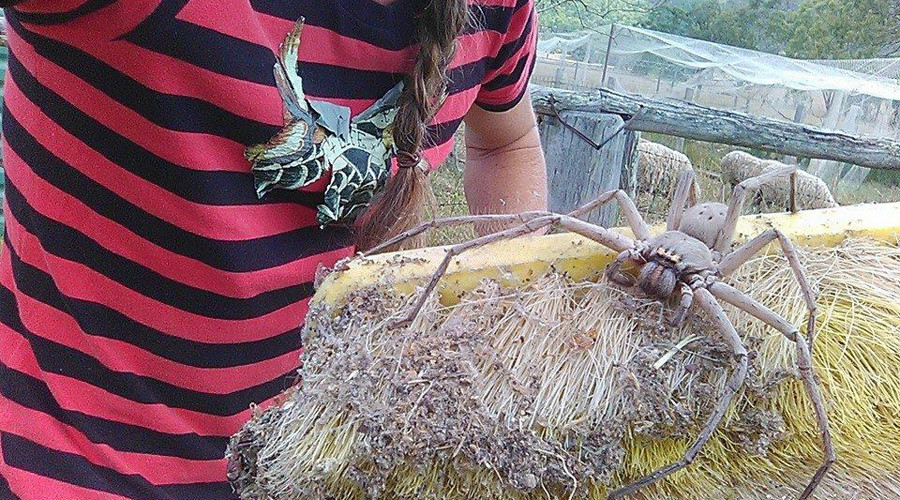 Arachnophobes look away: Giant huntsman spider nicknamed Charlotte ...