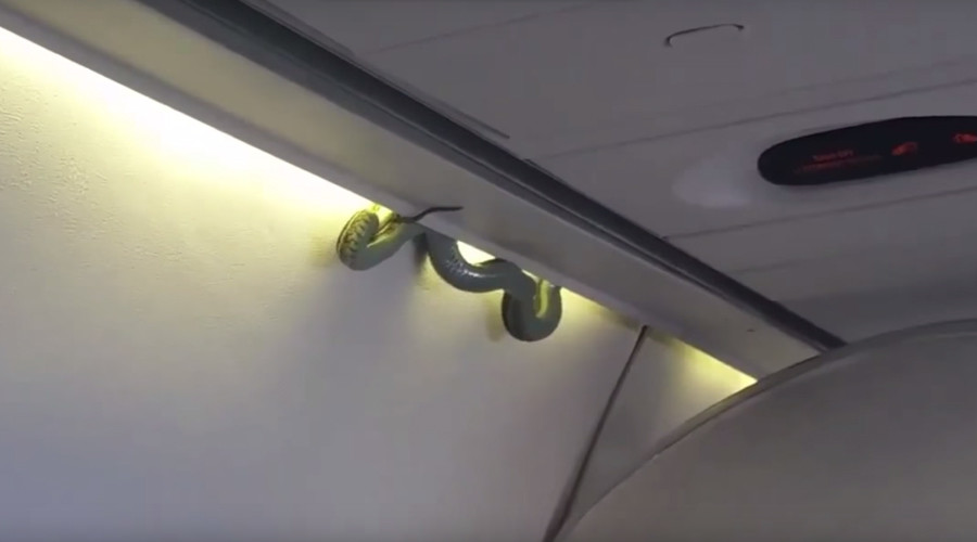 Snake on a plane: Venomous green viper spotted on board AeroMexico flight (VIDEO)