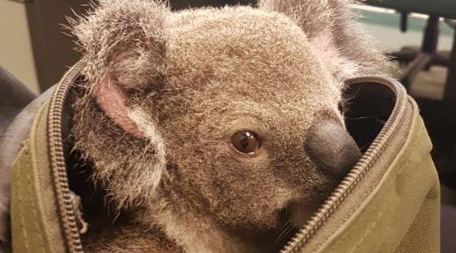 Oz police rescue dehydrated baby koala from motorist’s handbag (PHOTOS)
