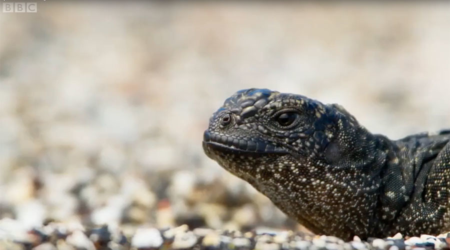 Lizard battles onslaught of snakes in nerve-shredding death chase (VIDEO)