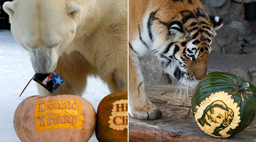 Jungle book: US elections as predicted by animal kingdom