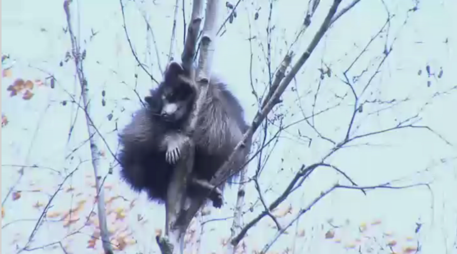 Reckless raccoon flings himself from treetop as rescue bid goes wrong (VIDEO)
