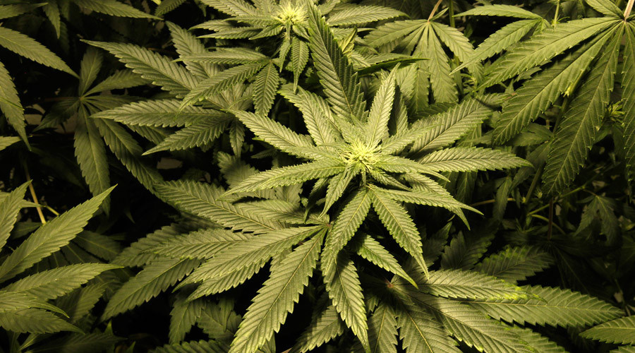 States across US, including Florida and California, vote to legalize marijuana