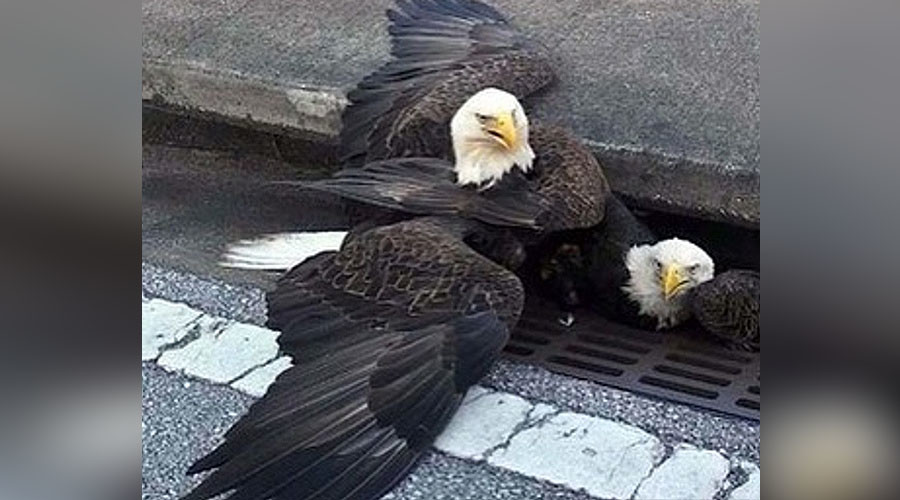 Relatable bald eagle saved from storm drain in a dramatic rescue (VIDEO)