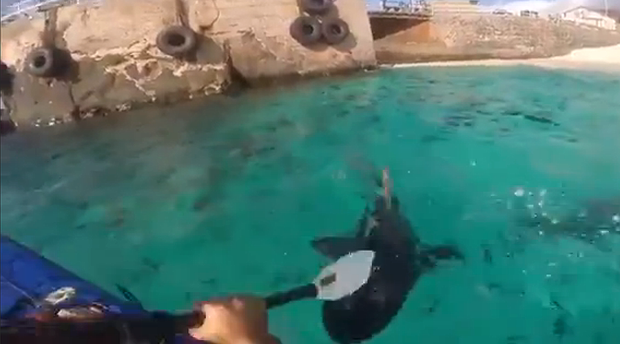 Kayaker filmed hitting sharks with paddle receives online backlash (VIDEO)