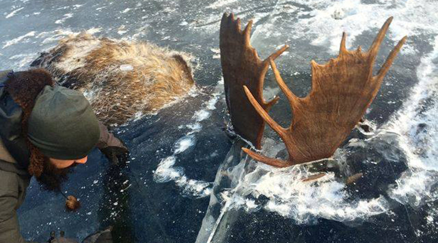 Man finds 2 moose frozen mid-fight in Alaskan river (PHOTOS)