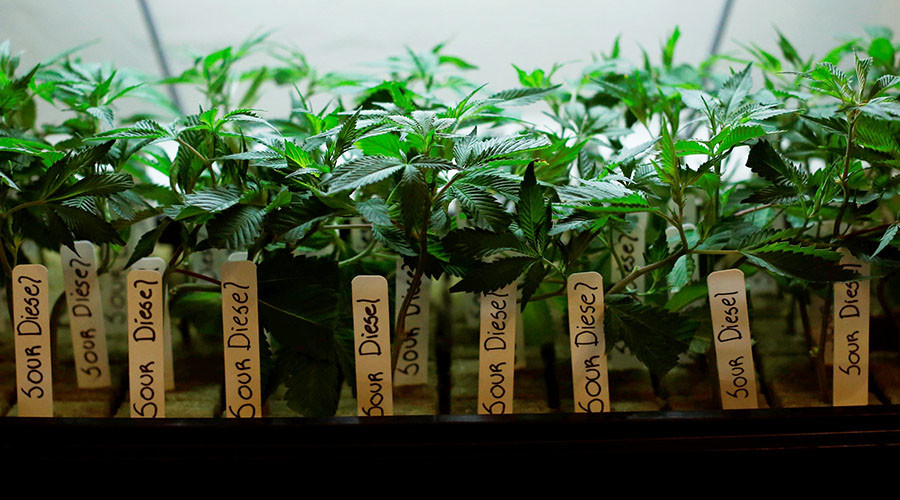 Mary Jane may break your heart, scientists warn