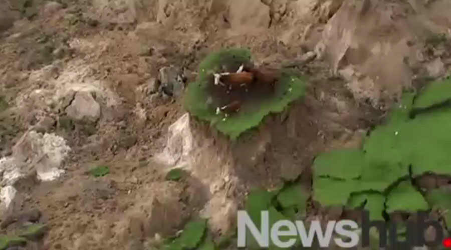 Stranded NZ cows rescued as quake-hit areas plagued by aftershocks, torrential rains