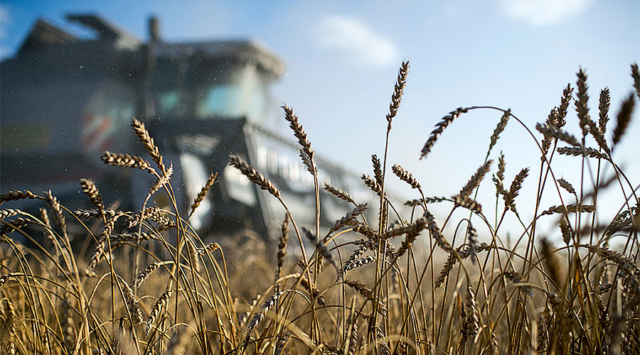 Saudi Arabia wants Russian wheat