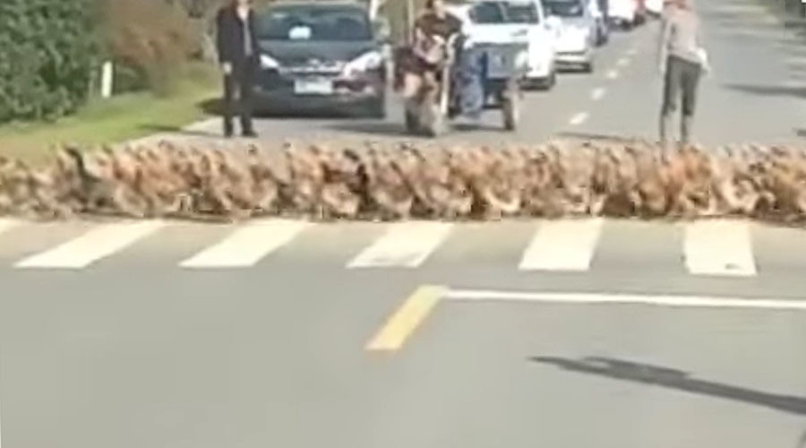 Ducks stop traffic in China with lengthy crosswalk procession (VIDEO)