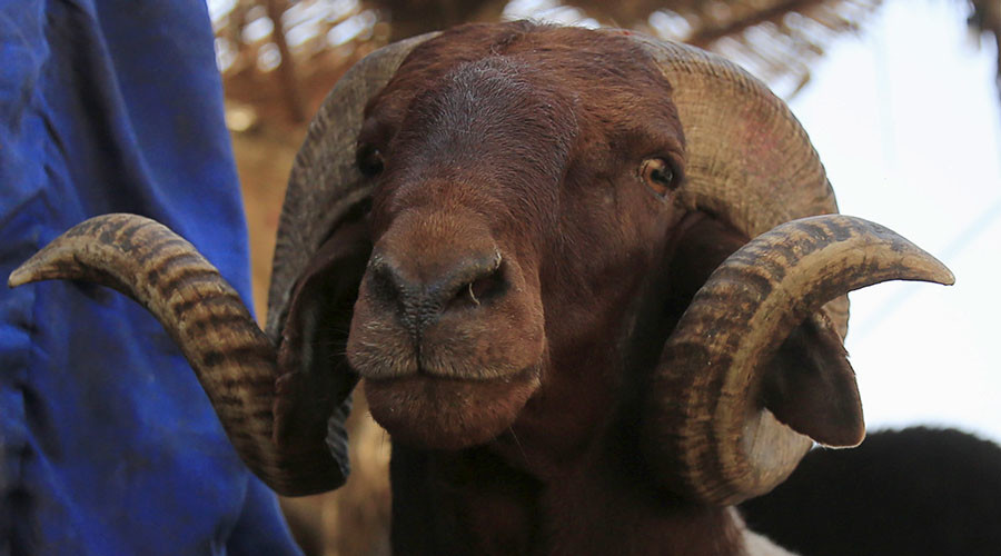 94yo man killed by rampaging ram