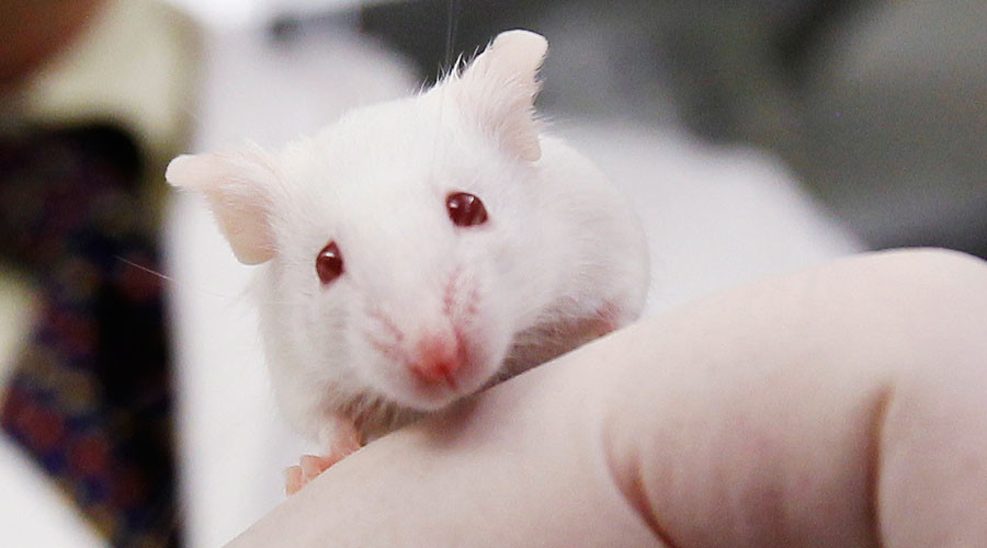 Injecting old mice with blood of teenage humans reverses ageing – study 582c5f5ec361889a398b45d2