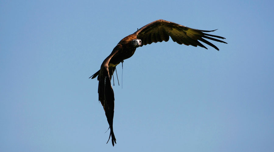 Eagles v Drones: Birds prey on gold mining company’s UAVs