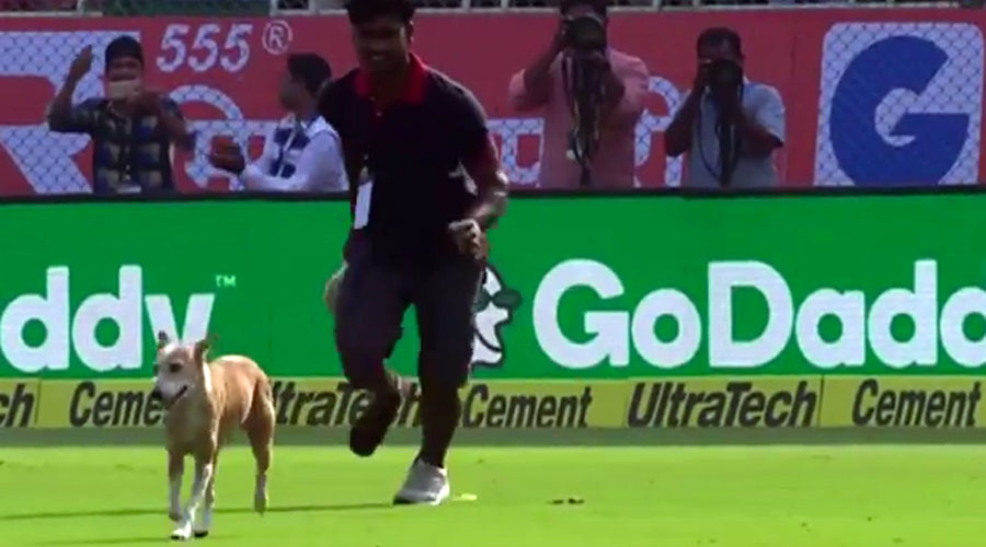 Fido in the outfield! Stray dog halts England versus India cricket match (VIDEO)