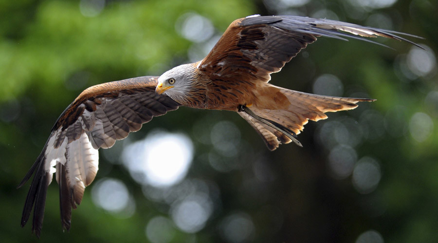 French Air Force to use eagles against rogue drones