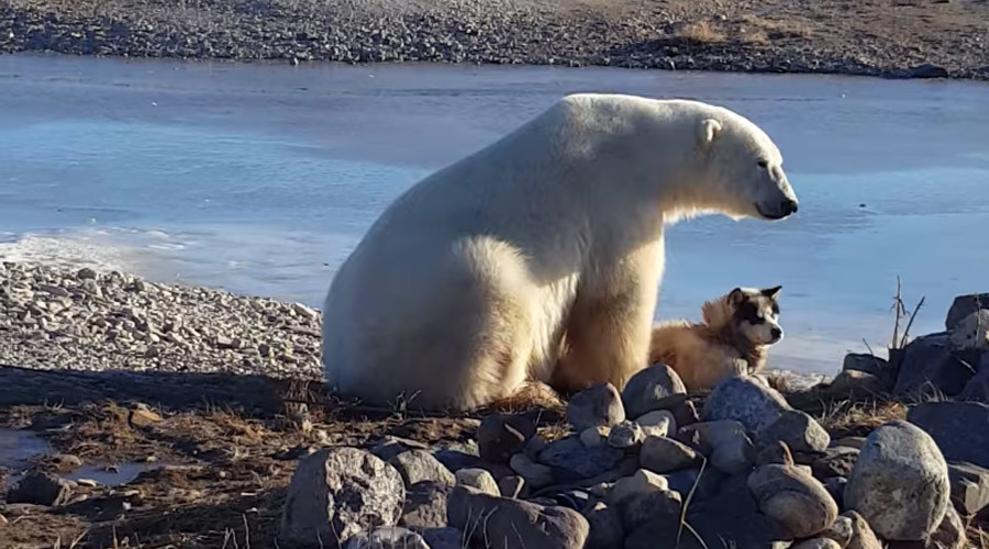 Polar bear cuddles dog – but incredible viral footage masks dark side (VIDEO)
