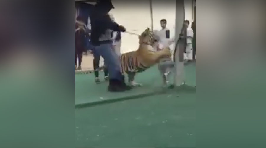 Little girl attacked by tiger in Saudi Arabian market (VIDEO)
