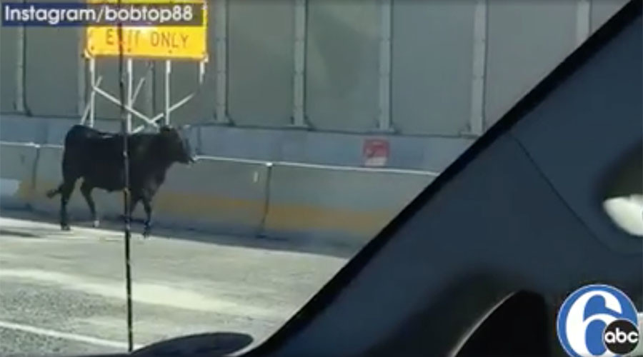 550lb bull flees slaughterhouse, stops traffic