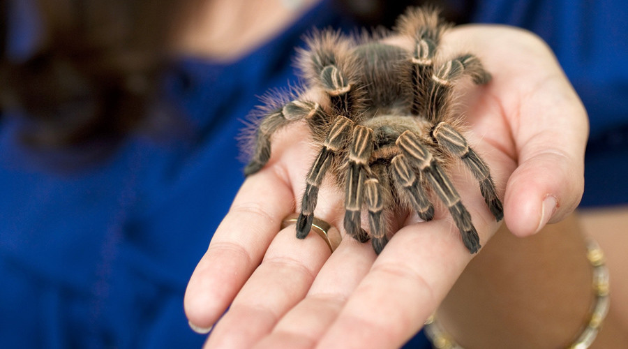 Pet spider banned from Parliament, but Tory whip won’t give up leggy assistant