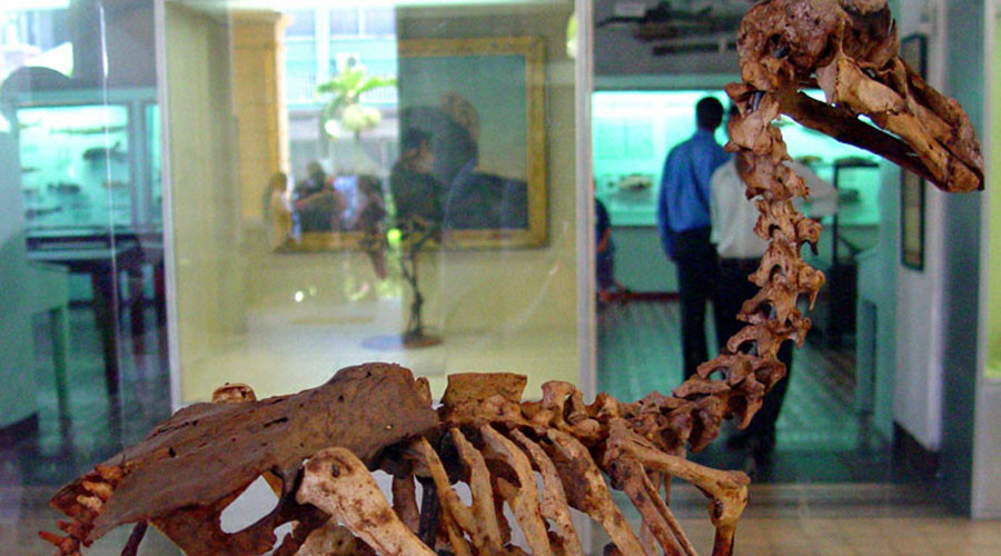 Dodo skeleton sells at British auction for £346k