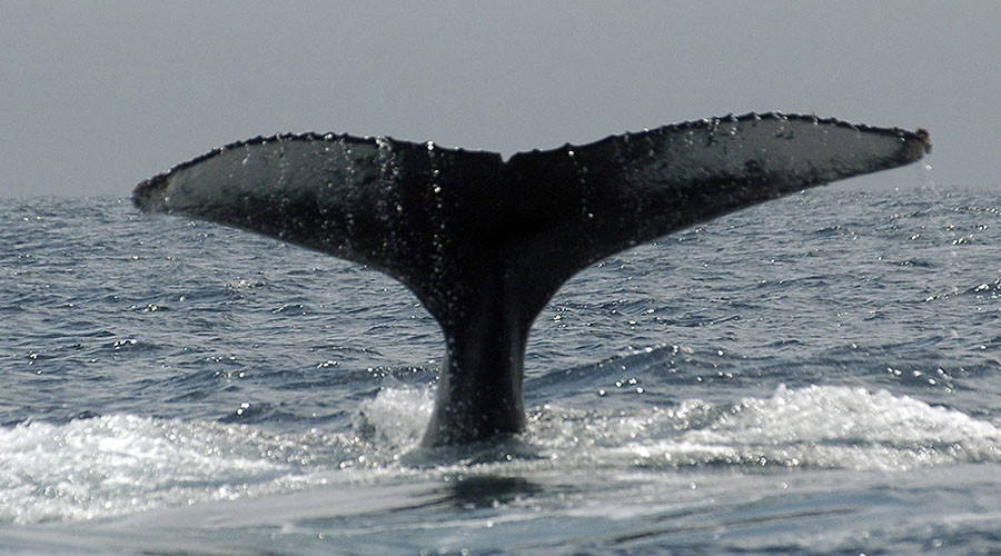 Public outcry as whale euthanized in New York