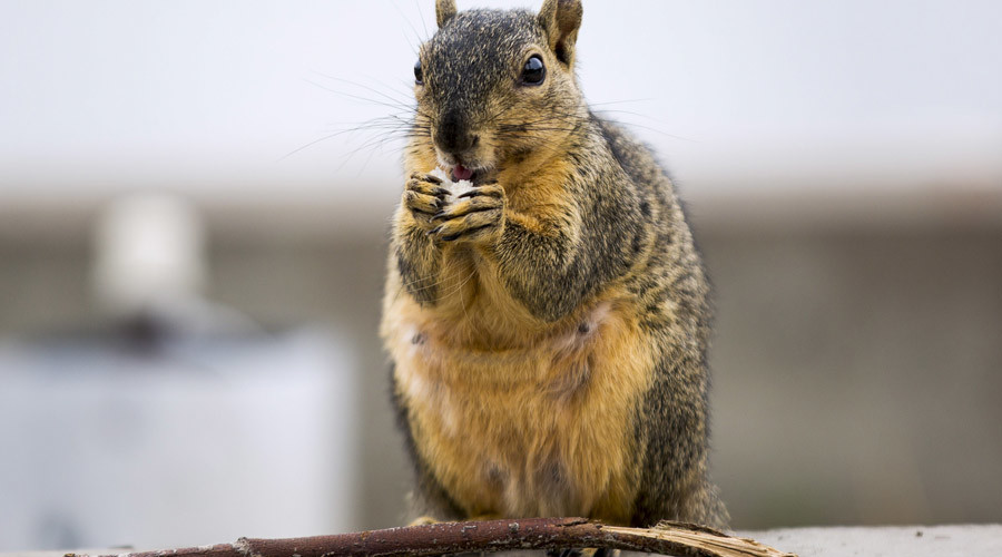 ‘Anti-squirrel’ US politician injured after rodent causes bike smash (PHOTO)