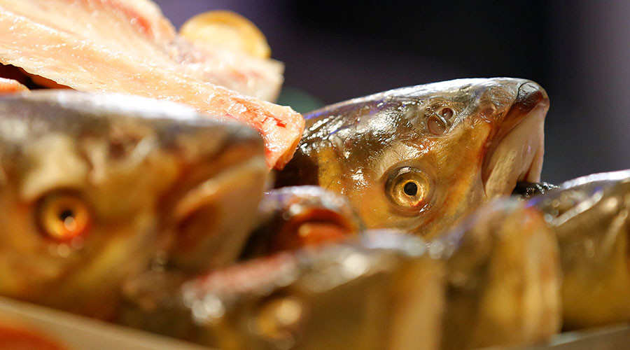 Not the plaice for it: Frosty reception for 5,000 fish frozen into Japanese ice-rink