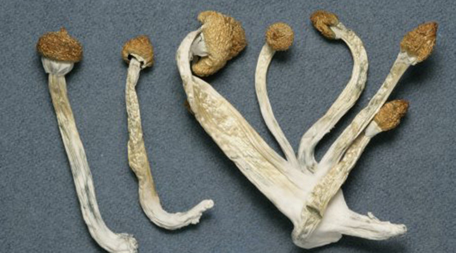 Magic mushrooms: Psychedelic drugs ease anxiety for people with life-threatening cancer