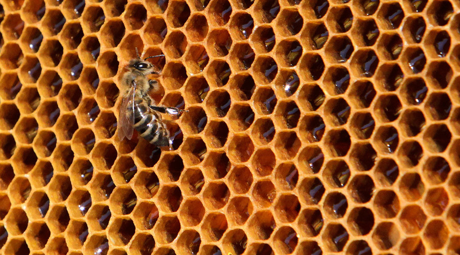 300,000+ honey bees die in mysterious hives attack, poison suspected – report