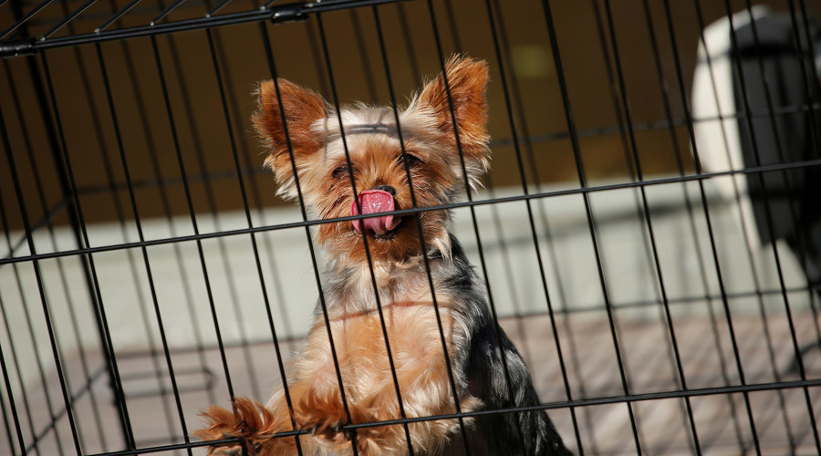Ohio finally getting around to banning bestiality
