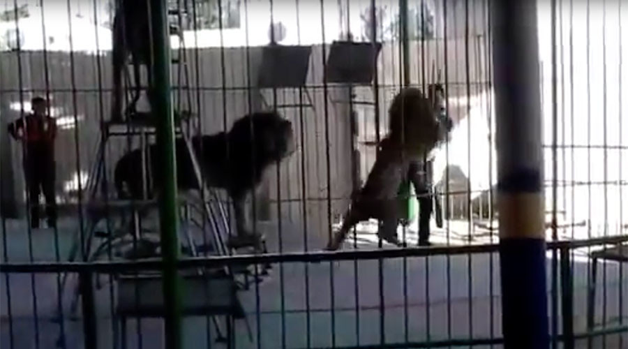 Lion’s horrifying attack on circus worker filmed during live show (GRAPHIC VIDEO)