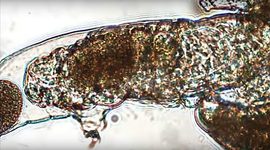 Size isn’t everything: Tiny animals sex tape shows tardigrade couple's mating marathon (VIDEO)