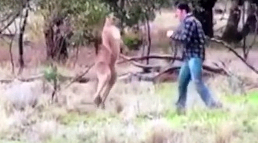 Down, sport! Man fights kangaroo to save dog’s life