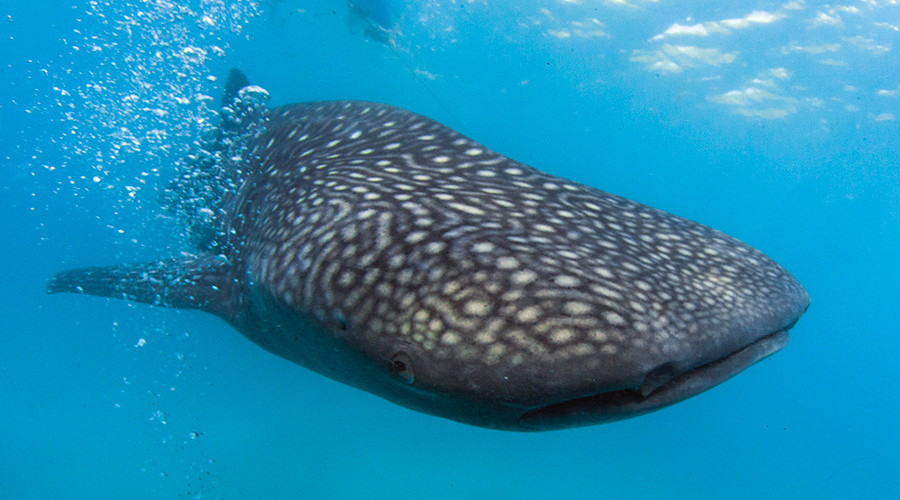 Rare 42ft whale shark carcass washes up on Indian beach (PHOTOS)