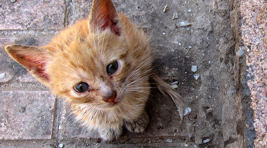 Nerve-shredding footage shows tiny kitten cheat death on busy Russian highway (VIDEO)