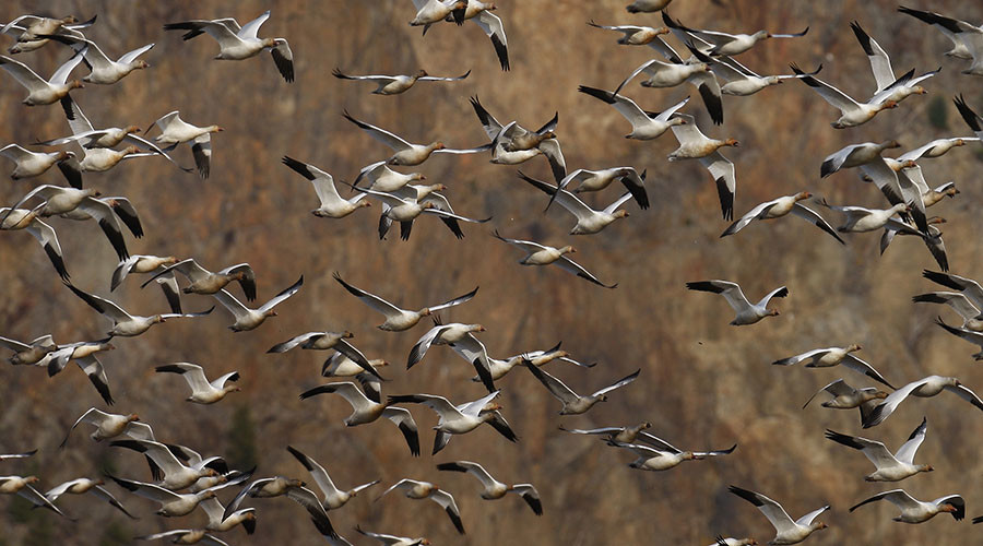 1,000s of geese die after landing in toxic waters of Montana pit mine