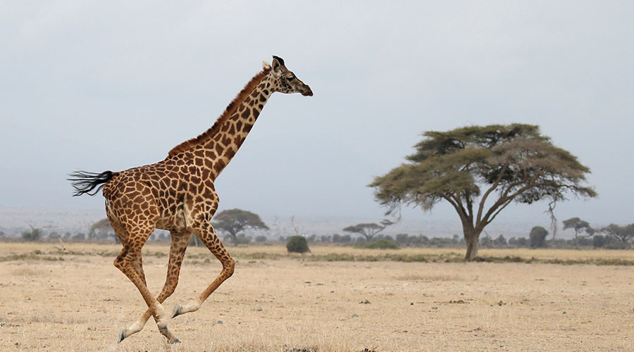 Giraffe population plummets by a third, experts fear for species’ survival