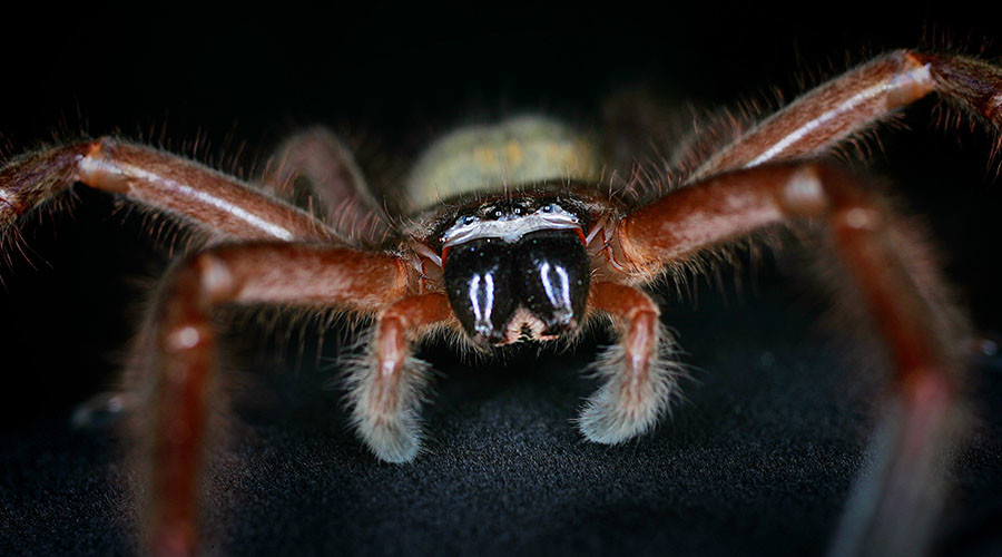 Giant spider devours lizard in chilling footage (PHOTOS, VIDEO)