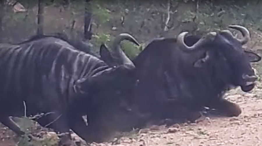 Very bewildered-beest tries to bring his buddy back to life (VIDEO)