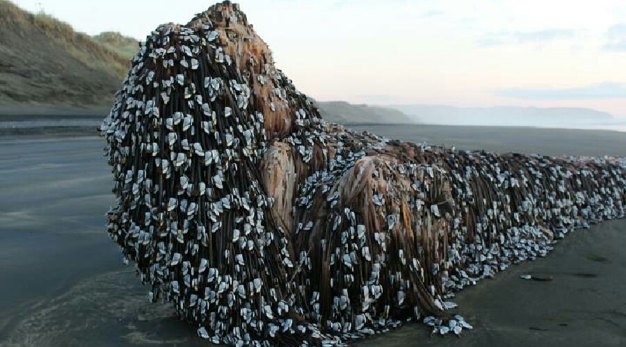 ‘Alien pod time capsule?’ Mysterious object washes up on NZ beach, baffling locals (PHOTOS)