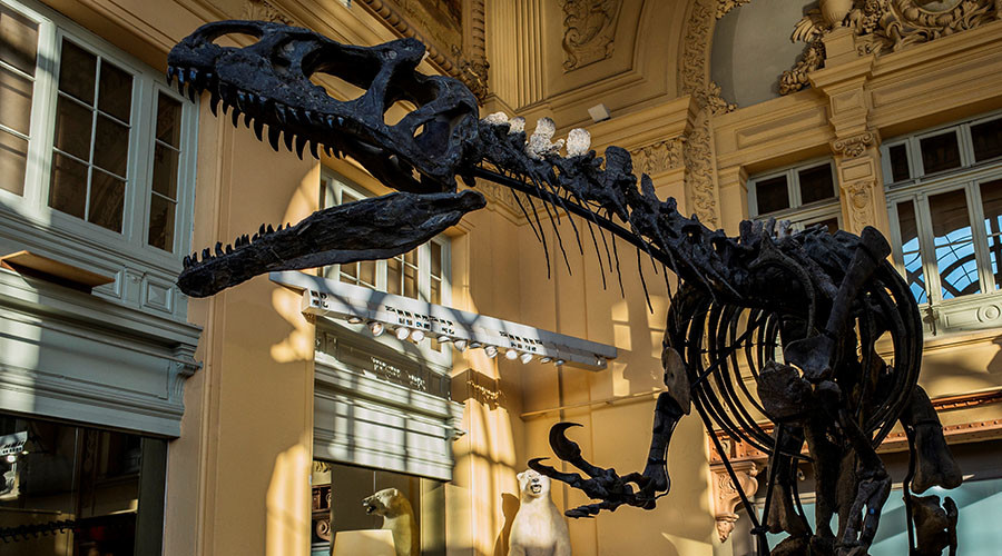 Million dollar dinosaur: Jurassic giant goes under the hammer