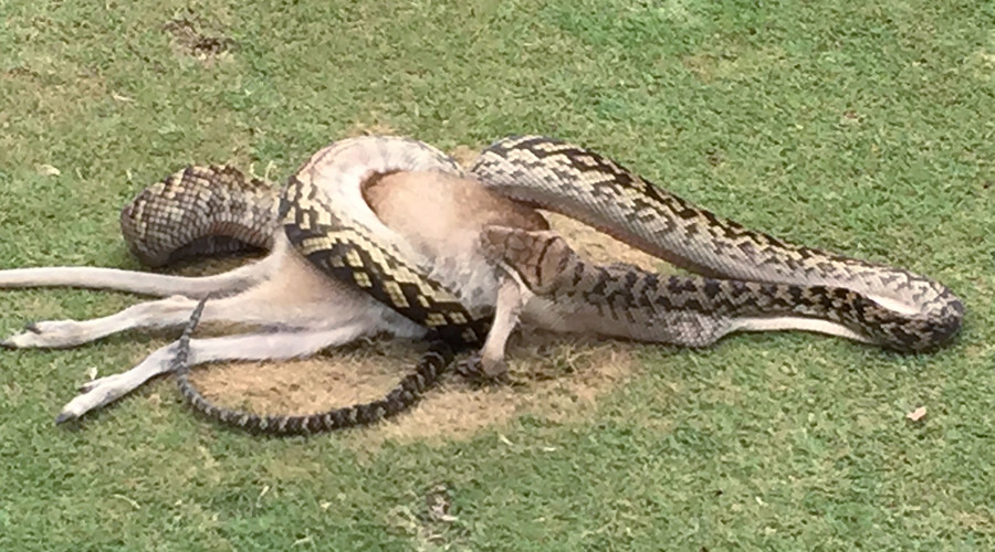 Whole in one? Python devours wallaby in golf course attack (PHOTO)