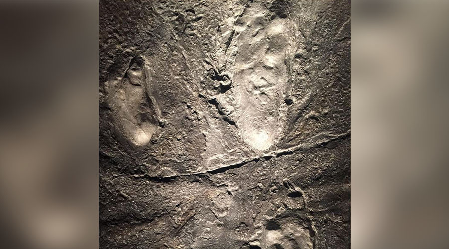 King of the swingers? Prehistoric man had multiple partners, new study finds