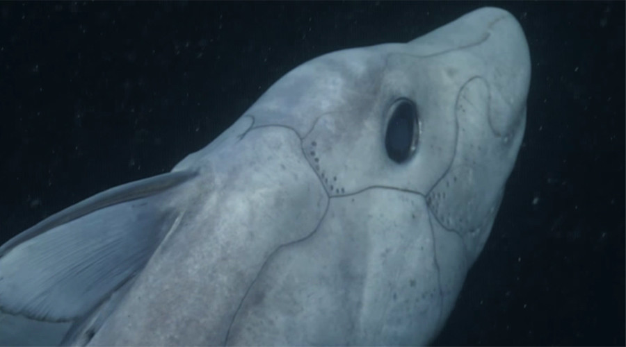 ghost shark ghost shark