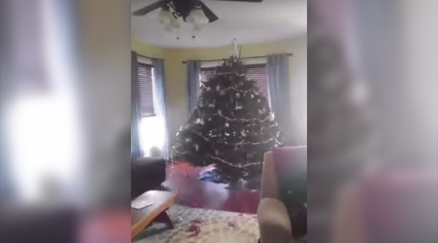 Deer in tree lights: Teen shoots buck dead after it storms Christmas tree (VIDEO)