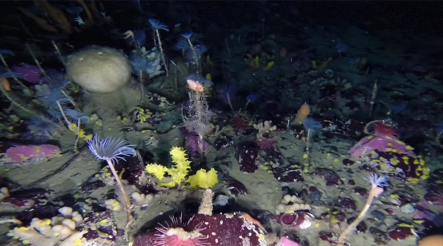 Antarctica in technicolor: Mesmerizing footage of wildlife below sea ice revealed (VIDEO)