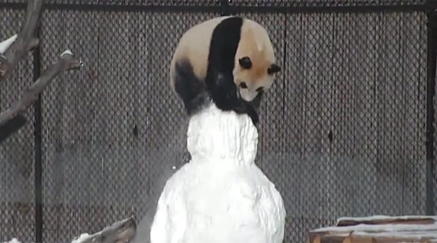 Panda v snowman: Ruthless first round knock-out sends message to champ McGregor (VIDEO)